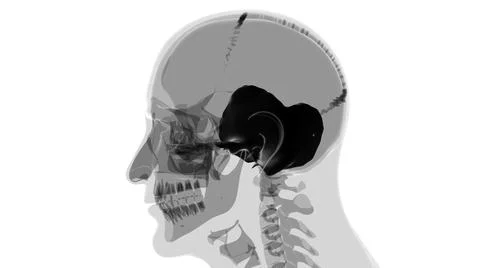 Human Skeleton Skull Temporal Bone Anatomy For Medical Concept Ilustración de archivo
