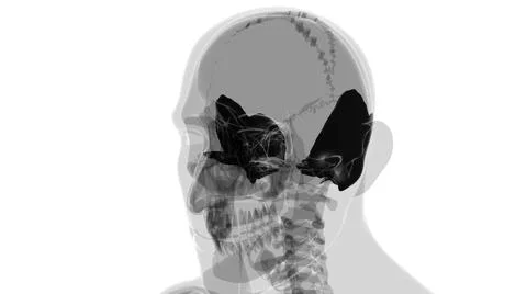 Human Skeleton Skull Temporal Bone Anatomy For Medical Concept Ilustración de archivo
