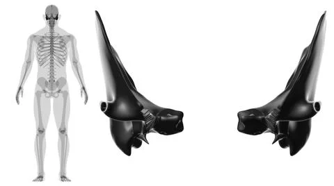 Human Skeleton Skull Temporal Bone Anatomy For Medical Concept Stock Illustration