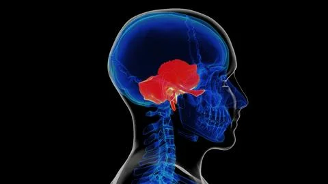 Human skeleton skull temporal bone anatomy for medical concept 3D rendering Stockillustratie
