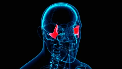 Human skeleton Skull Zygomatic Bone Anatomy Loopable 3D Illustration Stock Footage 136447920