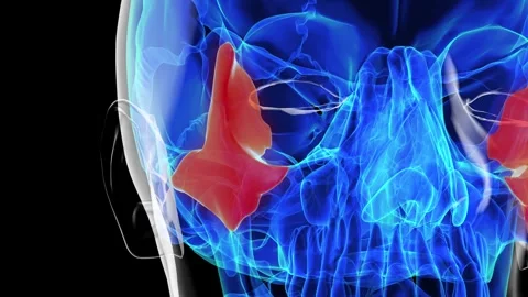 Human skeleton skull zygomatic bone anatomy for medical concept 3D rendering Stock Footage 277591321