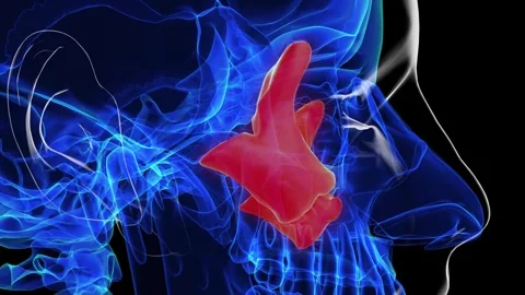 Human skeleton skull zygomatic bone anatomy for medical concept 3D rendering Stock Footage 277591333