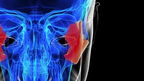 Human skeleton skull zygomatic bone anatomy for medical concept 3D rendering Stock Footage 277591336