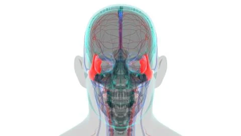 Human Skeleton Skull Zygomatic Bone Anatomy For Medical Concept Stock Illustration