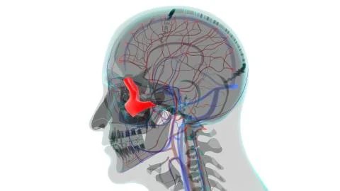 Human Skeleton Skull Zygomatic Bone Anatomy For Medical Concept Stock Illustration