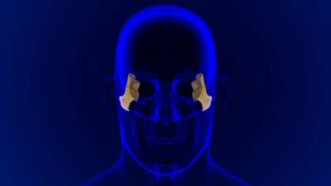 Human Skeleton Skull Zygomatic Bone Anatomy For Medical Concept Stock Illustration