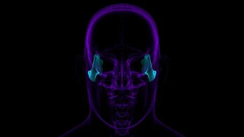 Human Skeleton Skull Zygomatic Bone Anatomy For Medical Concept Stock Illustration