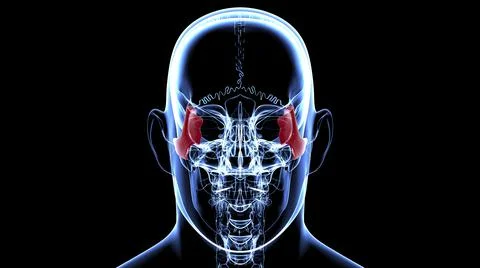 Human Skeleton Skull Zygomatic Bone Anatomy For Medical Concept Stock Illustration