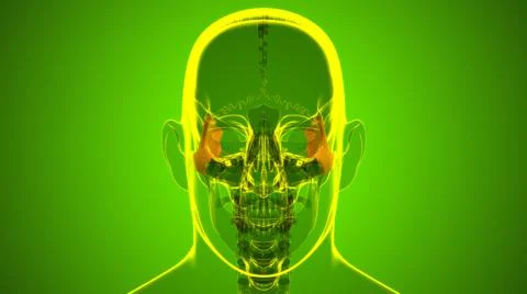 Human Skeleton Skull Zygomatic Bone Anatomy For Medical Concept Illustrazione stock