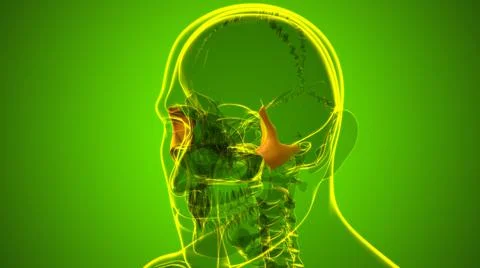 Human Skeleton Skull Zygomatic Bone Anatomy For Medical Concept Stock Illustration