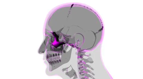 Human Skeleton Skull Zygomatic Bone Anatomy For Medical Concept Stock Illustration