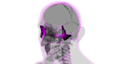 Human Skeleton Skull Zygomatic Bone Anatomy For Medical Concept Stock Illustration