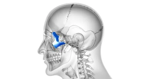 Human Skeleton Skull Zygomatic Bone Anatomy For Medical Concept Illustrazione stock