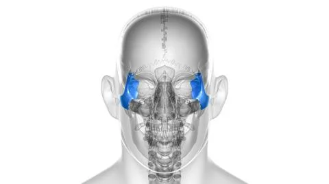 Human Skeleton Skull Zygomatic Bone Anatomy For Medical Concept Stock Illustration