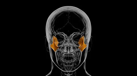 Human Skeleton Skull Zygomatic Bone Anatomy For Medical Concept 3D Stock Illustration