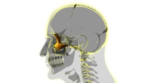 Human Skeleton Skull Zygomatic Bone Anatomy For Medical Concept Stock Illustration