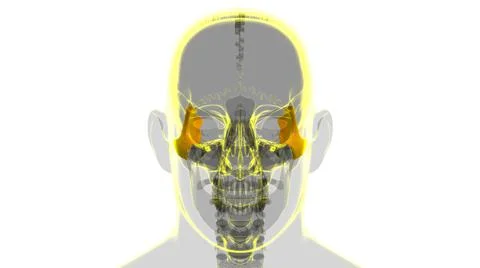 Human Skeleton Skull Zygomatic Bone Anatomy For Medical Concept Ilustración de archivo