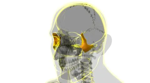Human Skeleton Skull Zygomatic Bone Anatomy For Medical Concept Stock Illustration