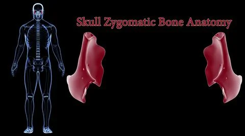 Human Skeleton Skull Zygomatic Bone Anatomy For Medical Concept 3D Stock Illustration
