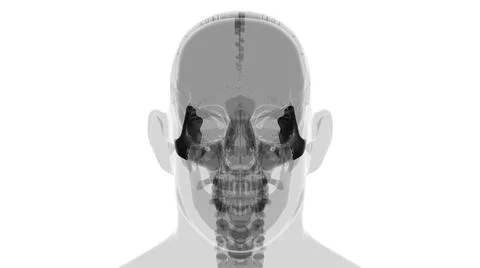 Human Skeleton Skull Zygomatic Bone Anatomy For Medical Concept Stock Illustration