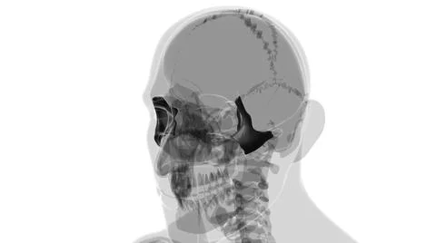 Human Skeleton Skull Zygomatic Bone Anatomy For Medical Concept Ilustración de archivo
