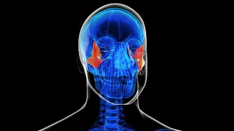 Human skeleton skull zygomatic bone anatomy for medical concept 3D rendering Stock Illustration