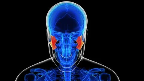 Human skeleton skull zygomatic bone anatomy for medical concept 3D rendering Ilustración de archivo
