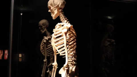 Human skeleton spine anatomy study Stock Footage 330679784