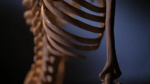 Human skeleton. Spine. Stock Footage 22239785