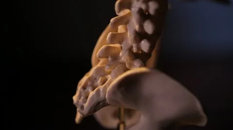 Human skeleton. Spine. Stock Footage 22239819