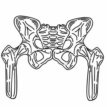 Human skeleton - spine Stock Illustration
