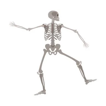 Human skeleton standing on one leg with arms apart cartoon flat style Stock Illustration