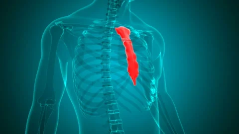 Human Skeleton Sternum Bone Anatomy Loopable 3D Illustration Stock Footage 135536379