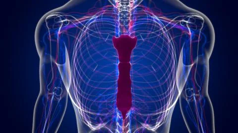 Human Skeleton Sternum Bone Anatomy For Medical Concept イラスト素材