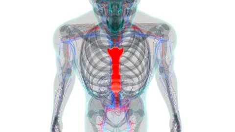 Human Skeleton Sternum Bone Anatomy For Medical Concept 库存插图