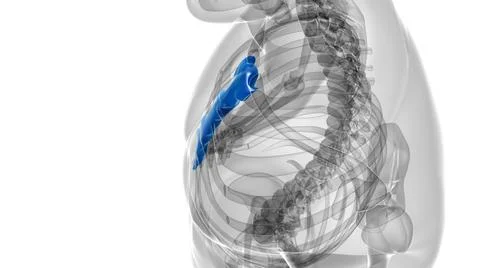 Human Skeleton Sternum Bone Anatomy For Medical Concept Stock Illustration