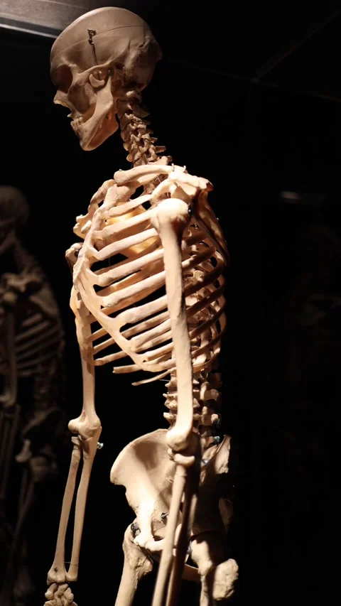 Human skeleton structure and form Stock Footage 331233078