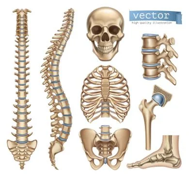 Human skeleton structure. Skull, spine, rib cage, pelvis, joints. Anatomy and Stock Illustration