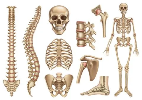 Human skeleton structure. Skull, spine, rib cage, pelvis, joints. Anatomy and Stock Illustration