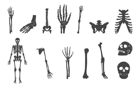 Human skeleton svg, Human skeleton silhouette, Human bones skeleton vectors Stock Illustration