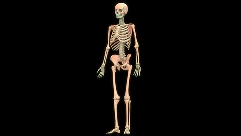 Human Skeleton System Anatomy Vídeos de archivo 98995992