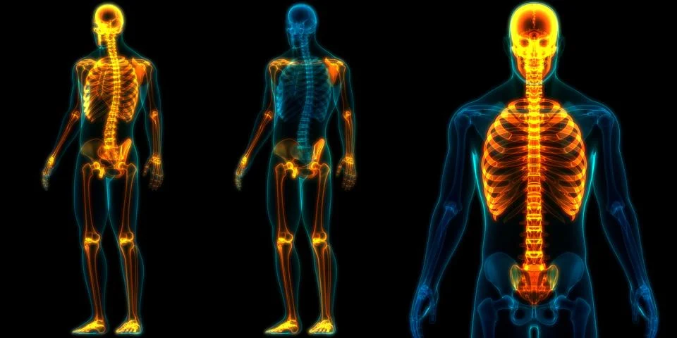 Human Skeleton System Appendicular and Axial Skeleton Anatomy Stock Illustration