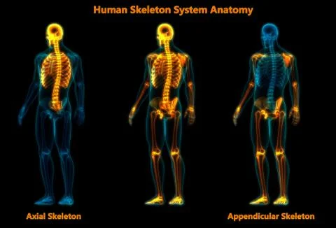 Human Skeleton System Appendicular and Axial Skeleton Anatomy Stock Illustration