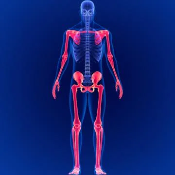 Human Skeleton System Appendicular Skeletal Anatomy 3D Illustration Stock Illustration