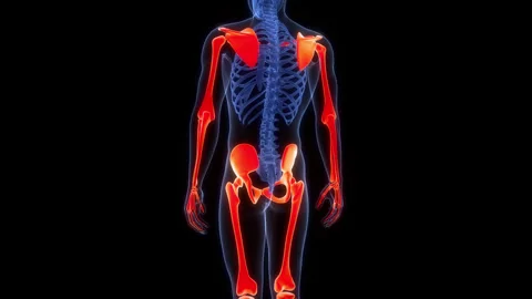 Human Skeleton System Appendicular Skeleton Joints Anatomy Animation Concept Stock Footage 303626536
