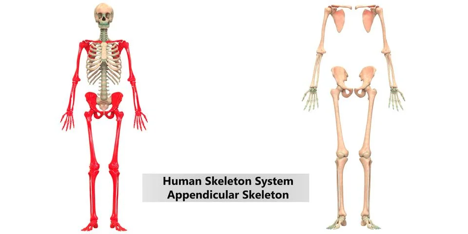 Human Skeleton System Appendicular Skeleton Anatomy Stock Illustration