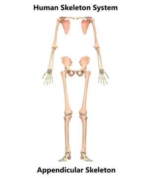 Human Skeleton System Appendicular Skeleton Anatomy Stock Illustration