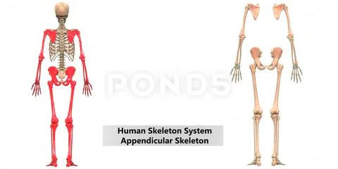 Human Skeleton System Appendicular Skeleton Anatomy Illustration #130545520