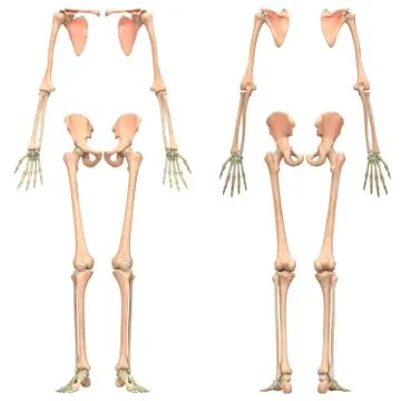 Human Skeleton System Appendicular Skeleton Anatomy Stock Illustration